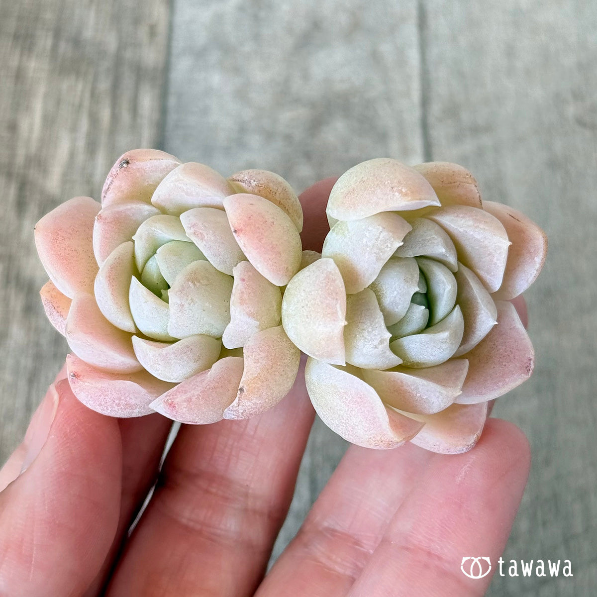 New Arrivals: Ice Green
