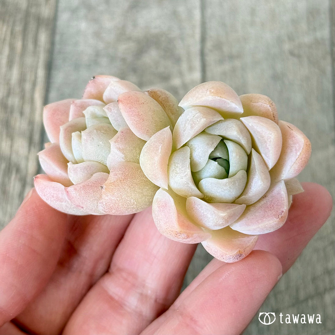 New Arrivals: Ice Green