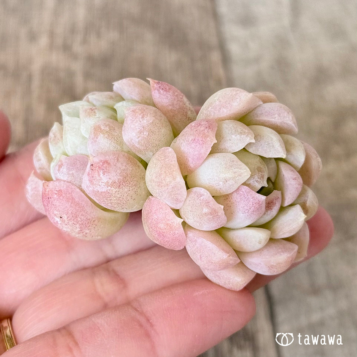 New Arrivals: Ice Green