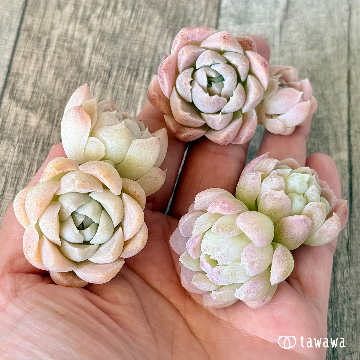 New Arrivals: Ice Green