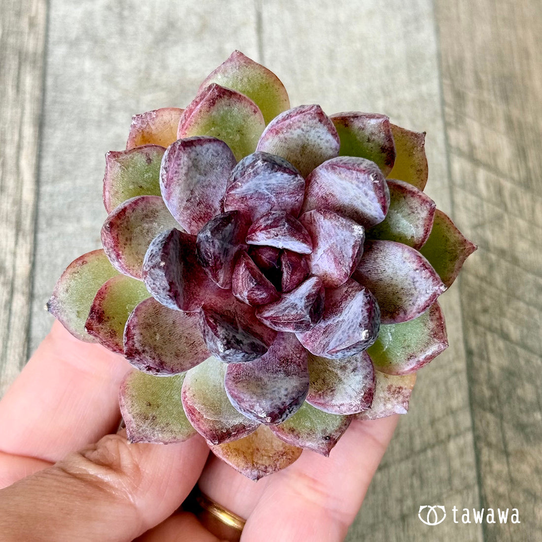 New Arrivals: Ice Green