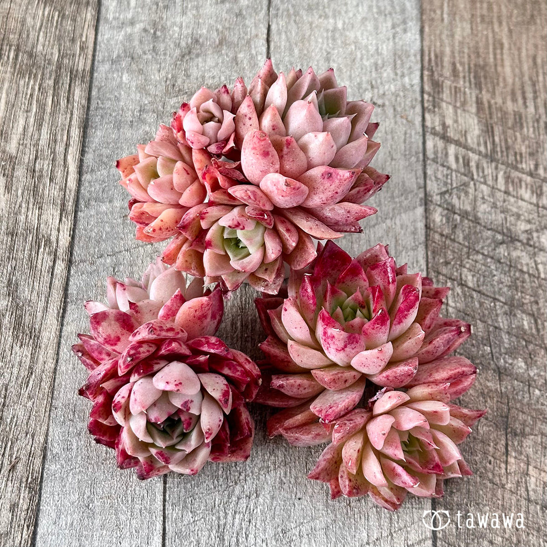 レット【多頭】(チャンヒー農園苗)