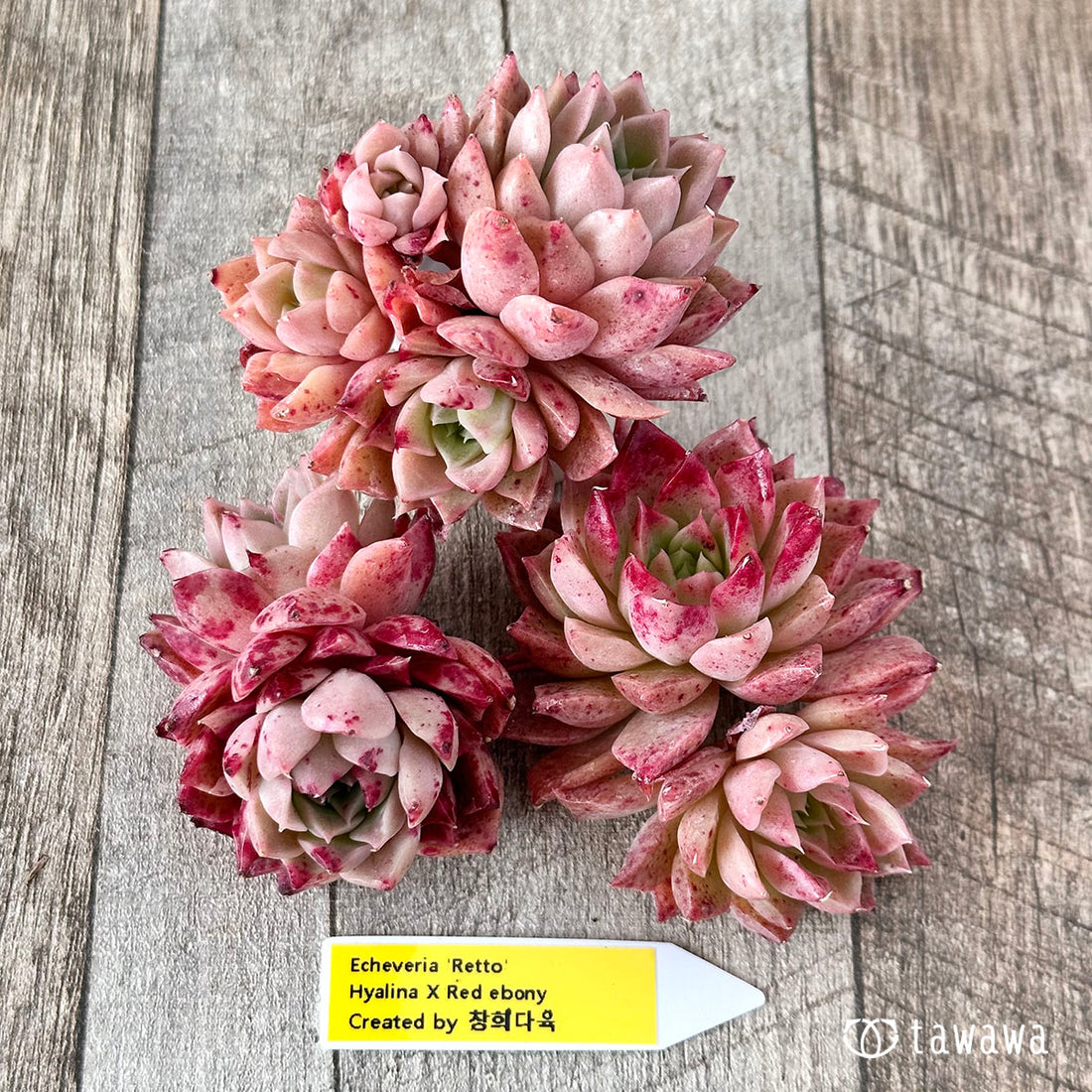 レット【多頭】(チャンヒー農園苗)