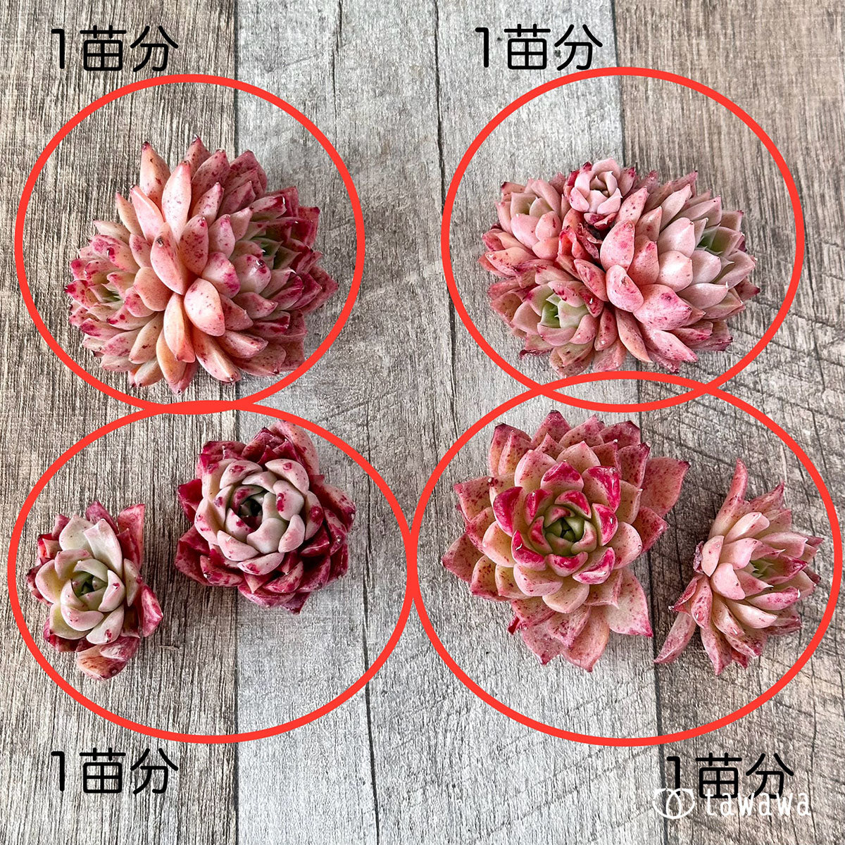 レット【多頭】(チャンヒー農園苗)