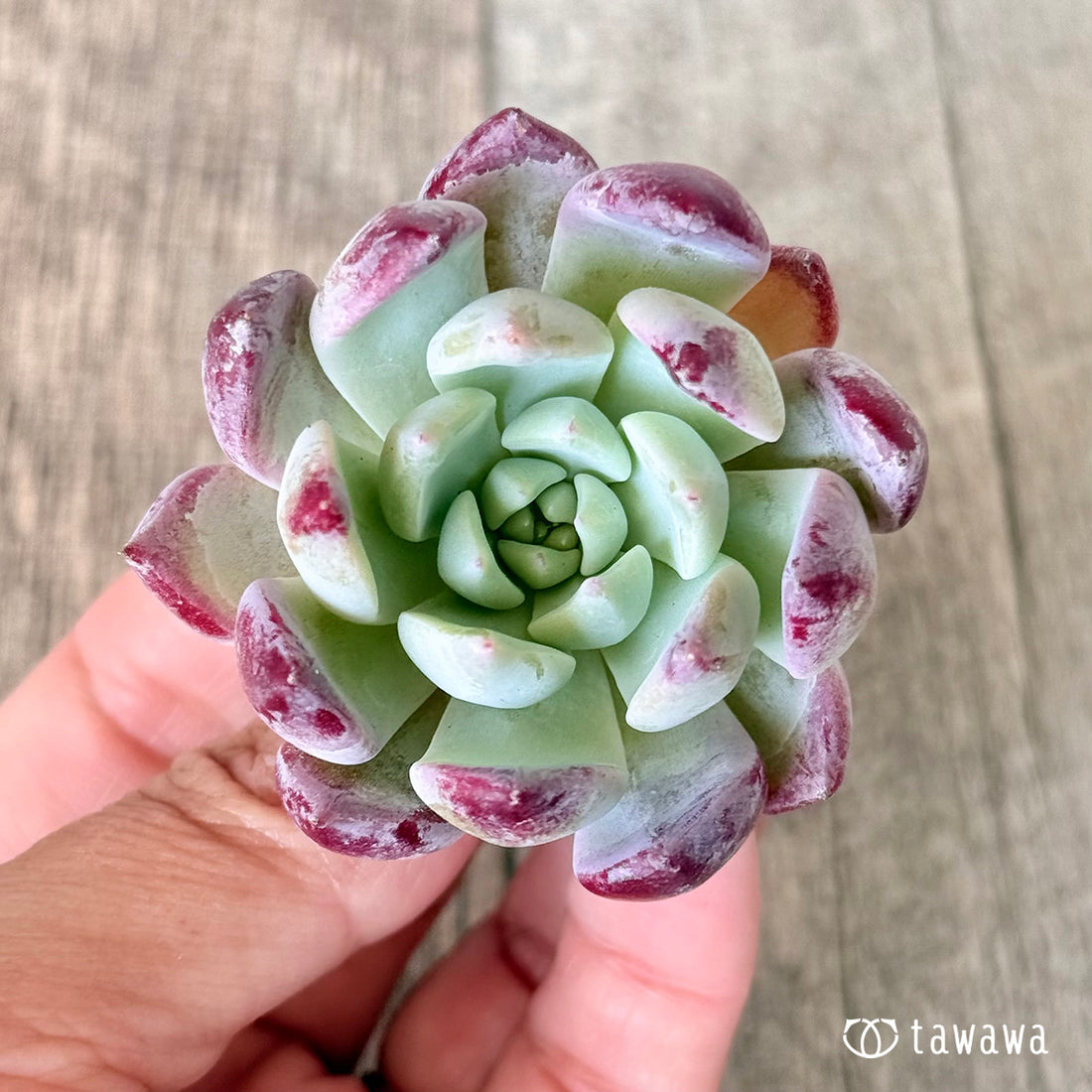 New Arrivals: Ice Green