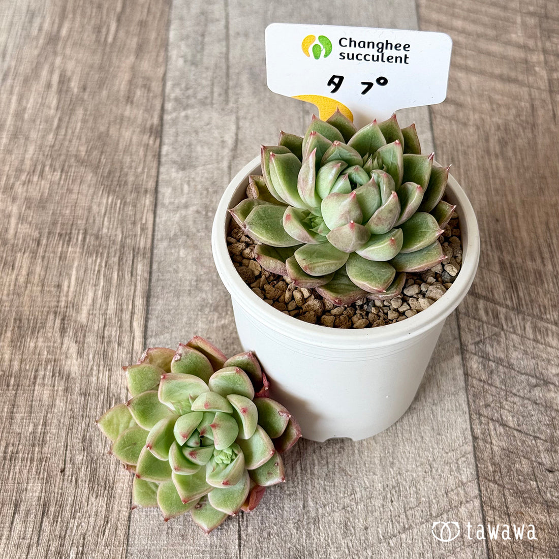 タプ(チャンヒー農園苗)