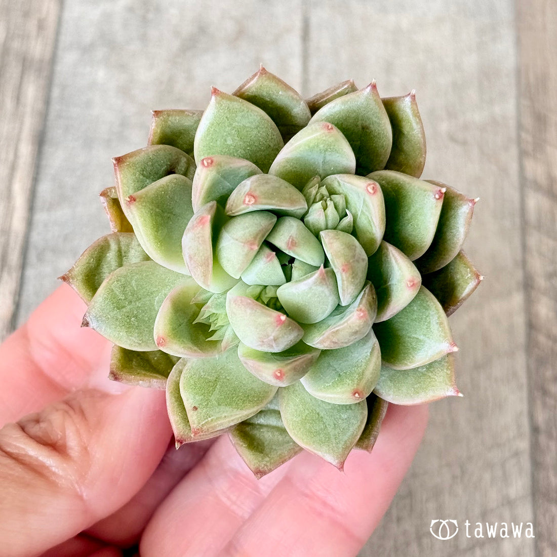 タプ(チャンヒー農園苗)