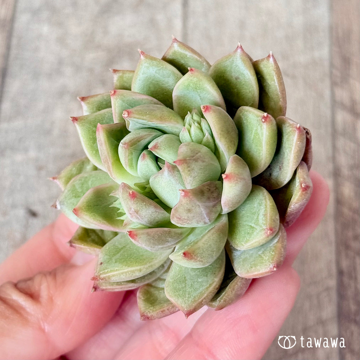 タプ(チャンヒー農園苗)