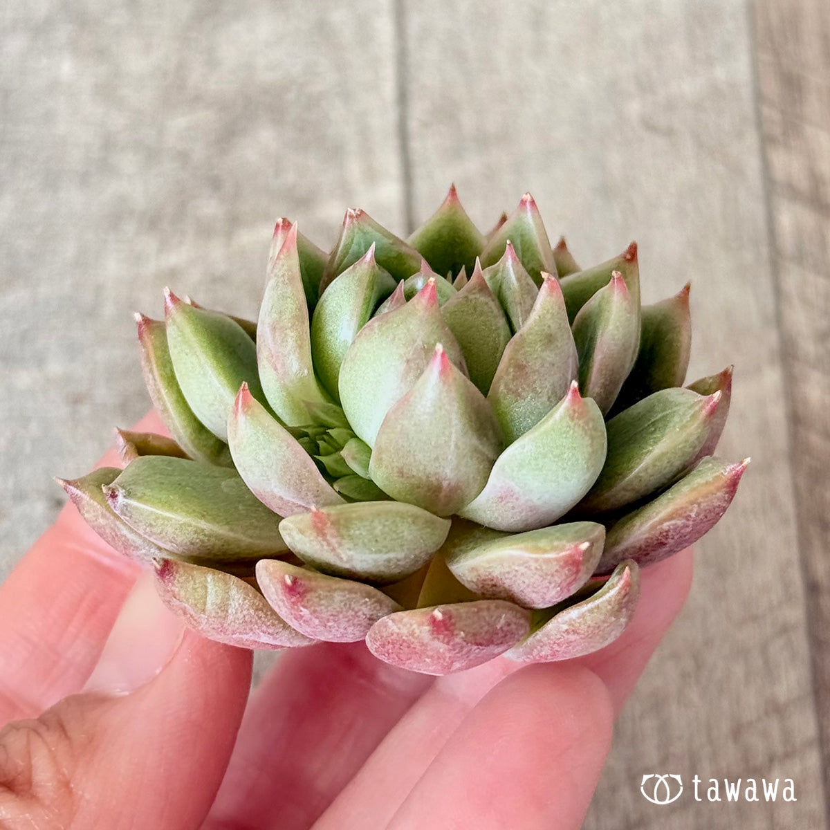 タプ(チャンヒー農園苗)