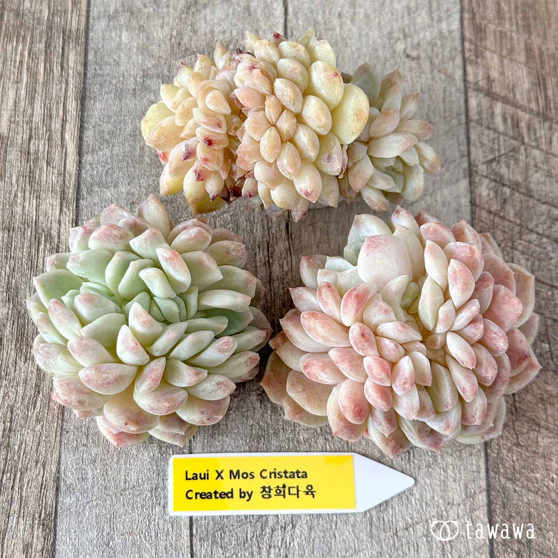 ラウイ×モス綴化(チャンヒー農園苗)