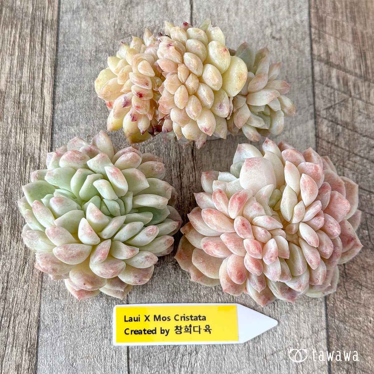 Echeveria &