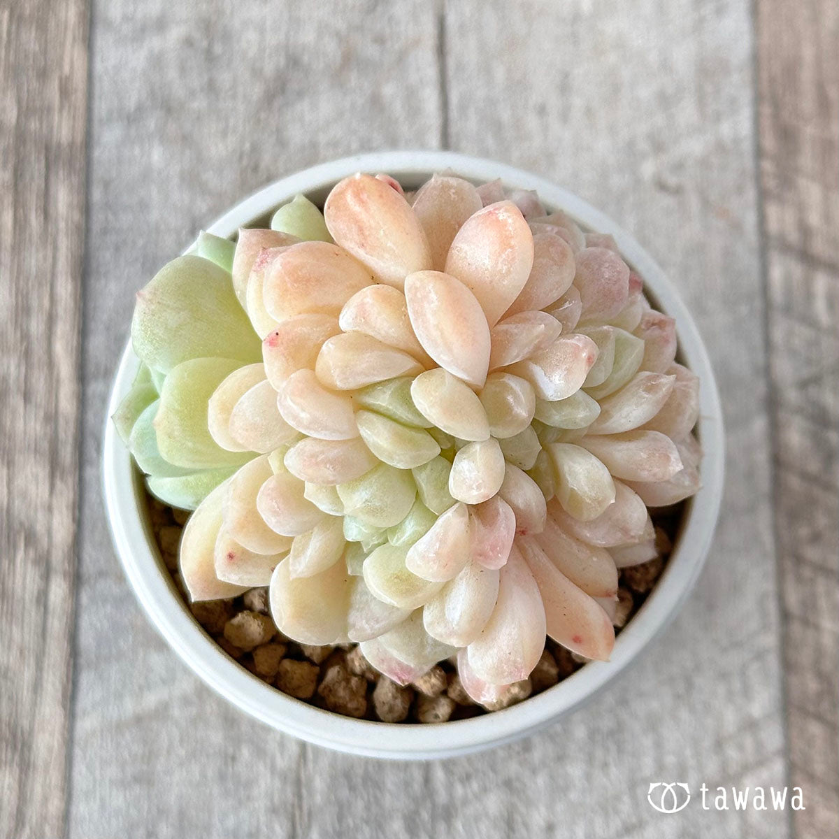 Echeveria &
