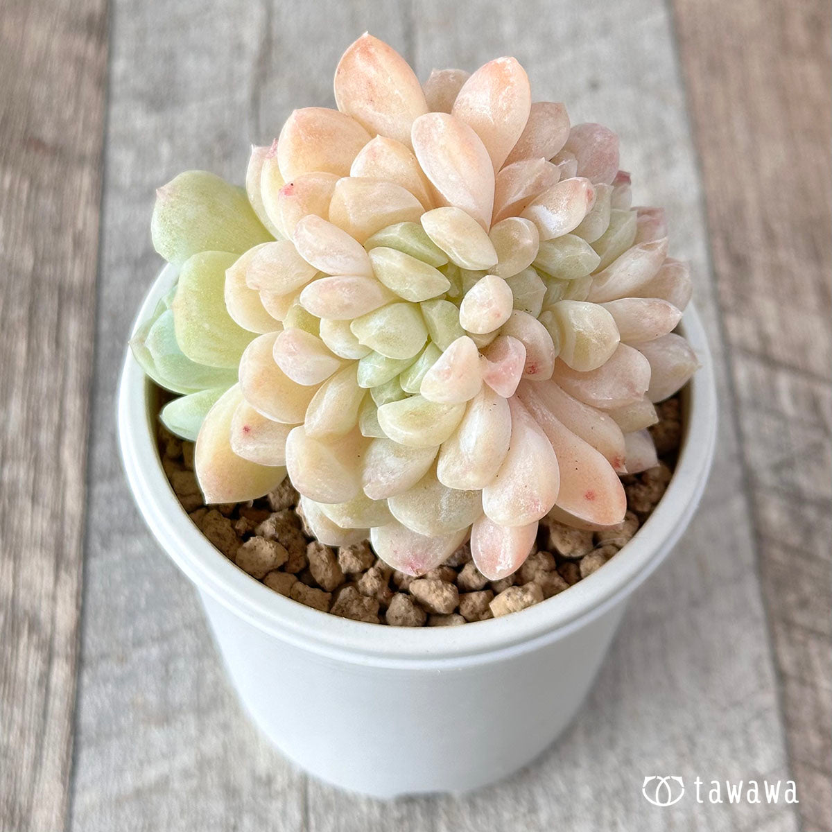 Echeveria &