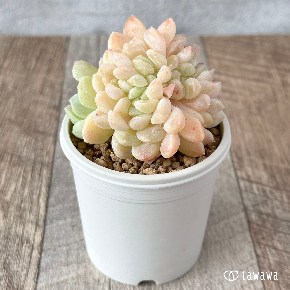 Echeveria &