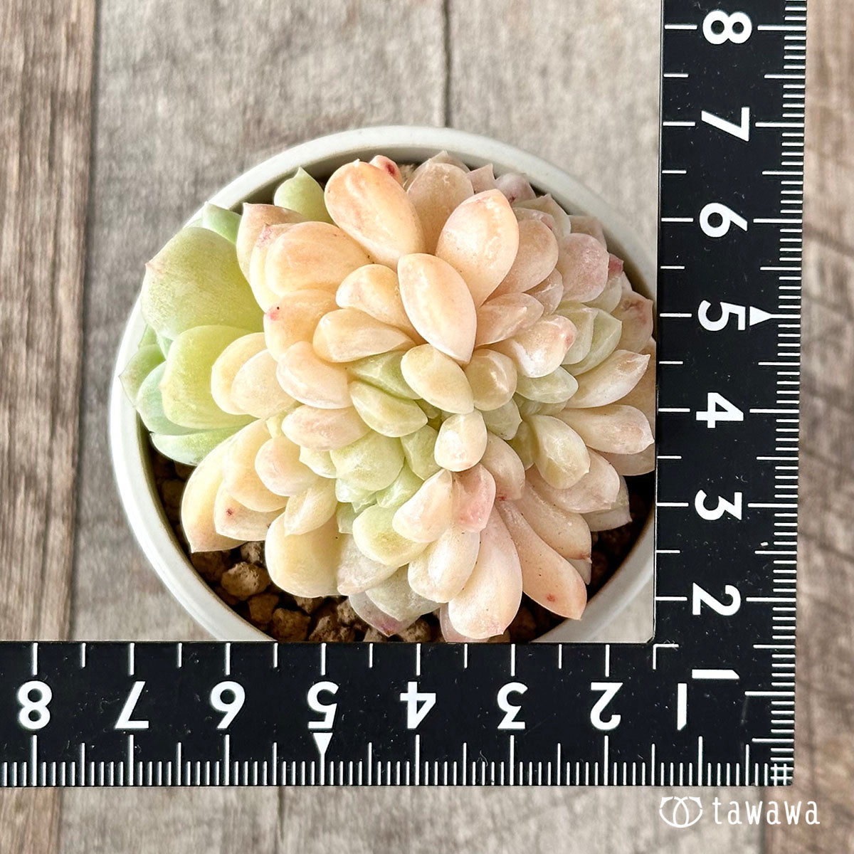 Echeveria &
