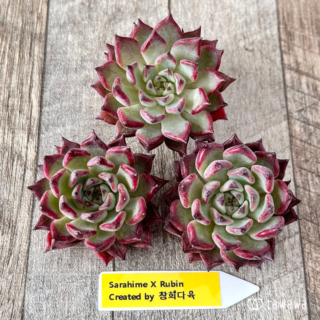 サラヒメ×ロメオルビン(チャンヒー農園苗)