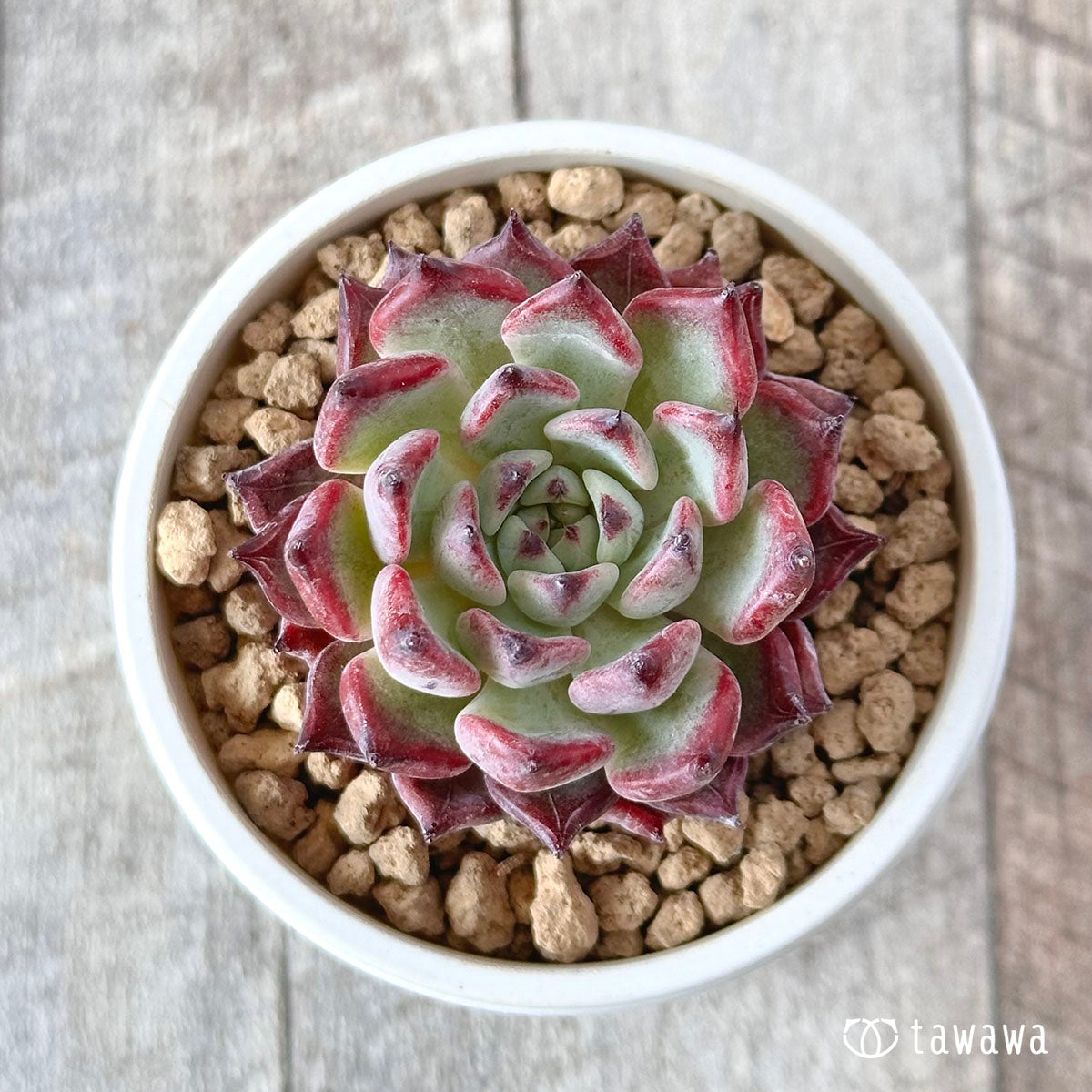 Sarahiime x Romeo Rubin (Changhee Farm Seedlings)