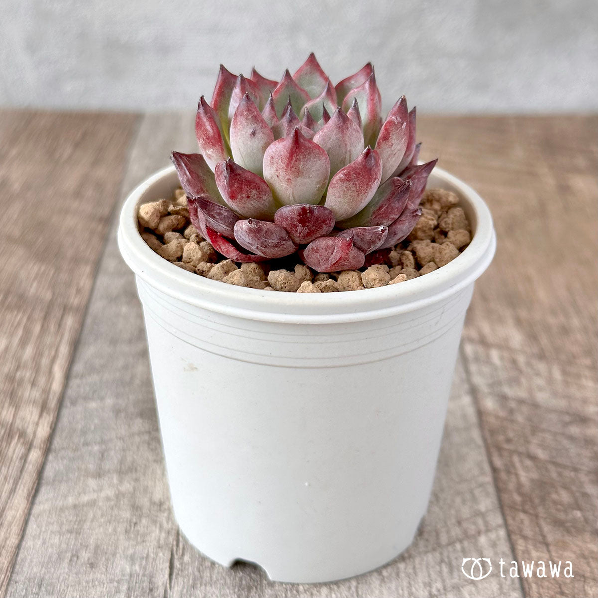 Sarahiime x Romeo Rubin (Changhee Farm Seedlings)