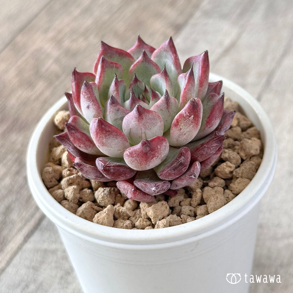 Sarahiime x Romeo Rubin (Changhee Farm Seedlings)