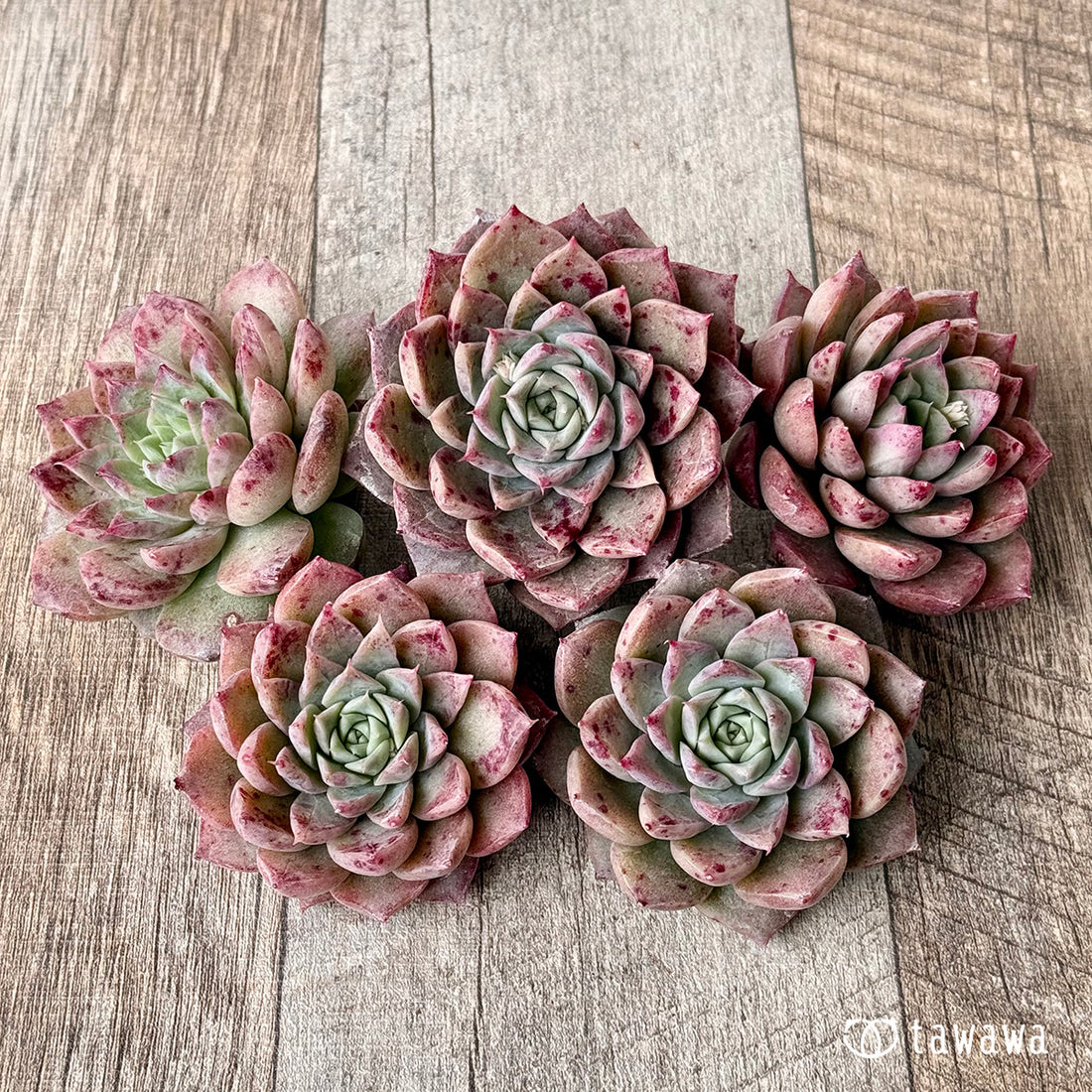 ドットライン(チャンヒー農園苗)