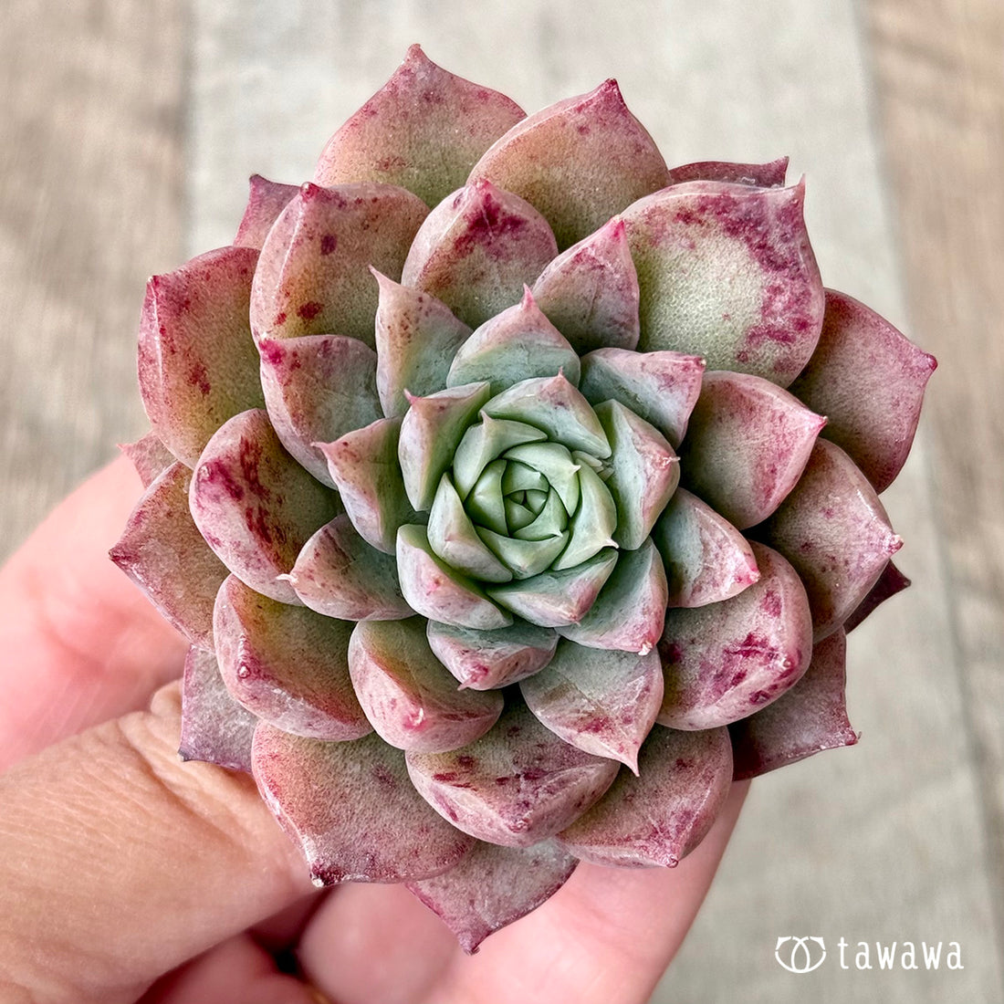 ドットライン(チャンヒー農園苗)