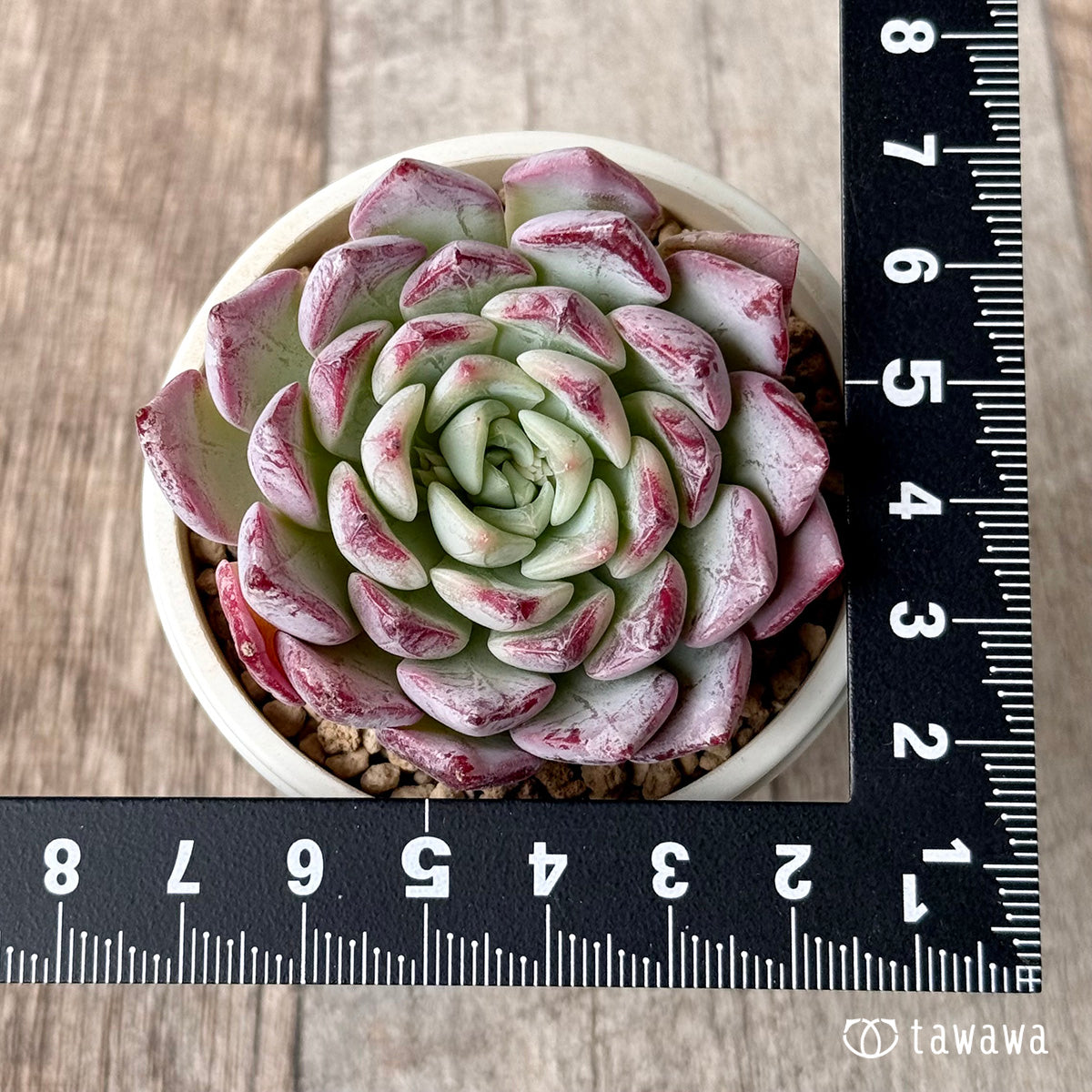 New Arrivals: Ice Green