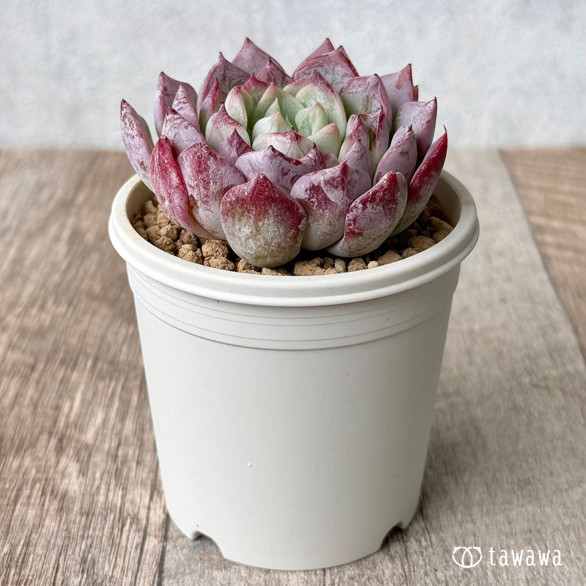 New Arrivals: Ice Green