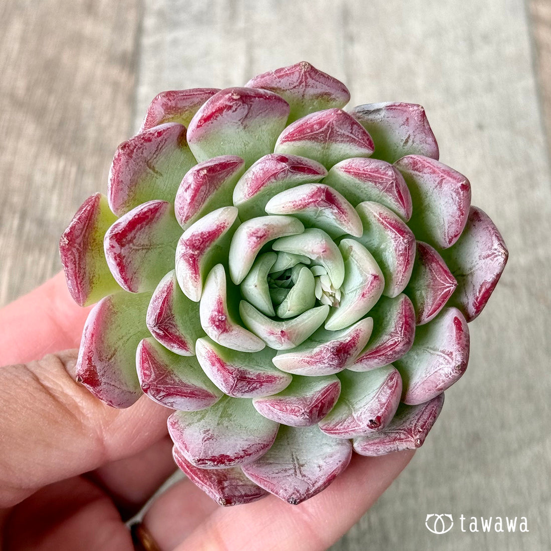 New Arrivals: Ice Green