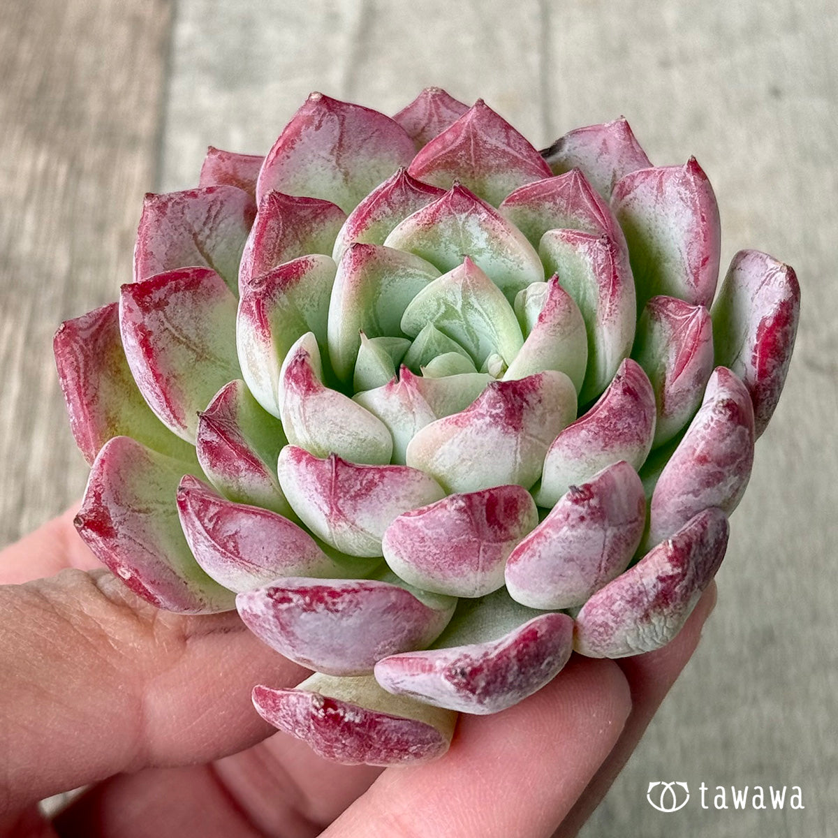 New Arrivals: Ice Green