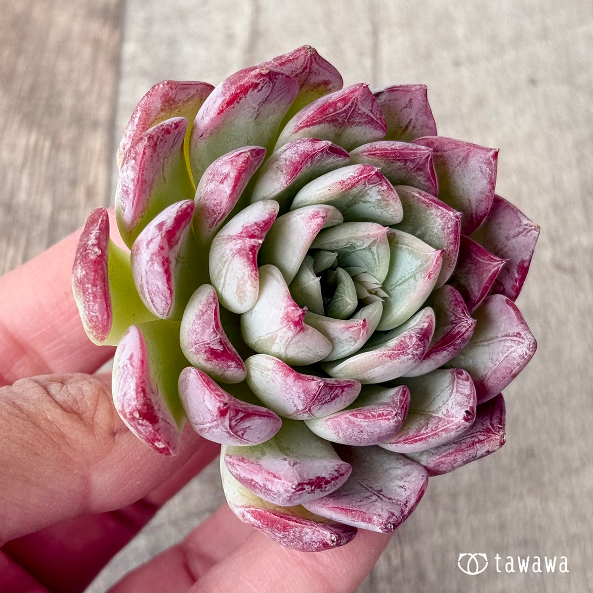 New Arrivals: Ice Green