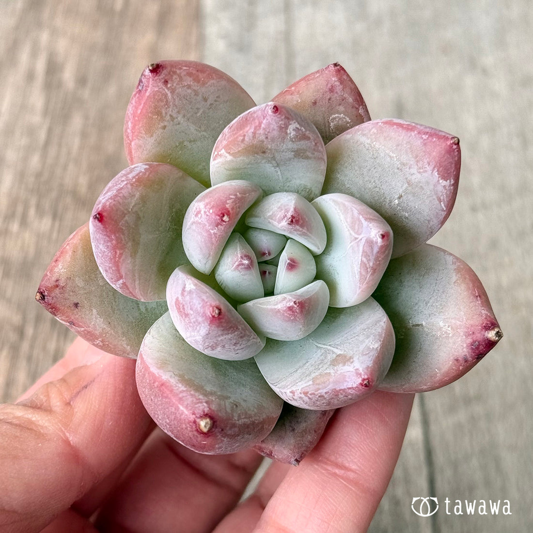 New Arrivals: Ice Green