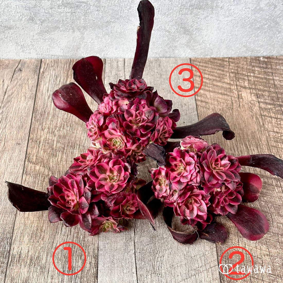 メデューサ群生②