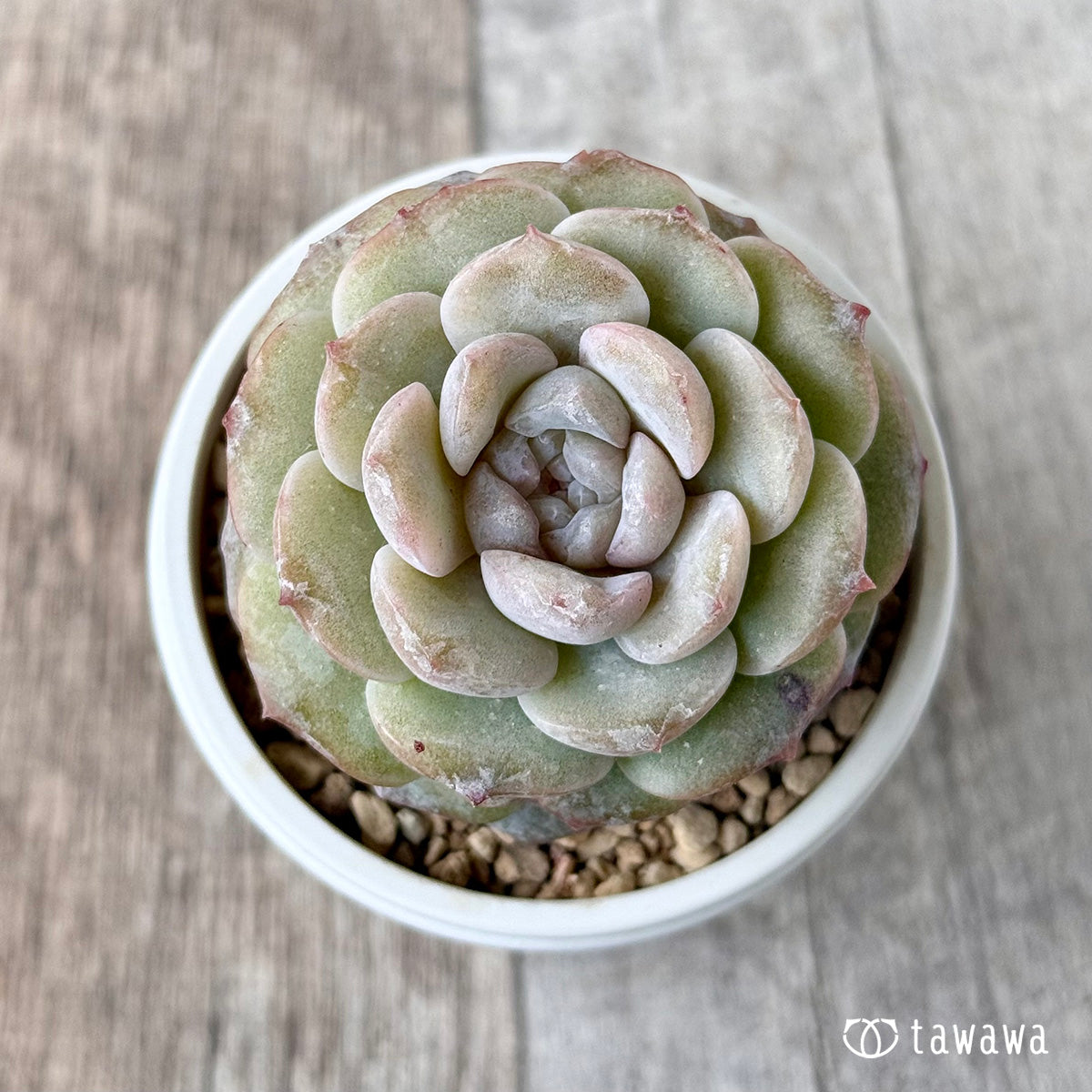 퓨어 러브 (챔피언 모종)