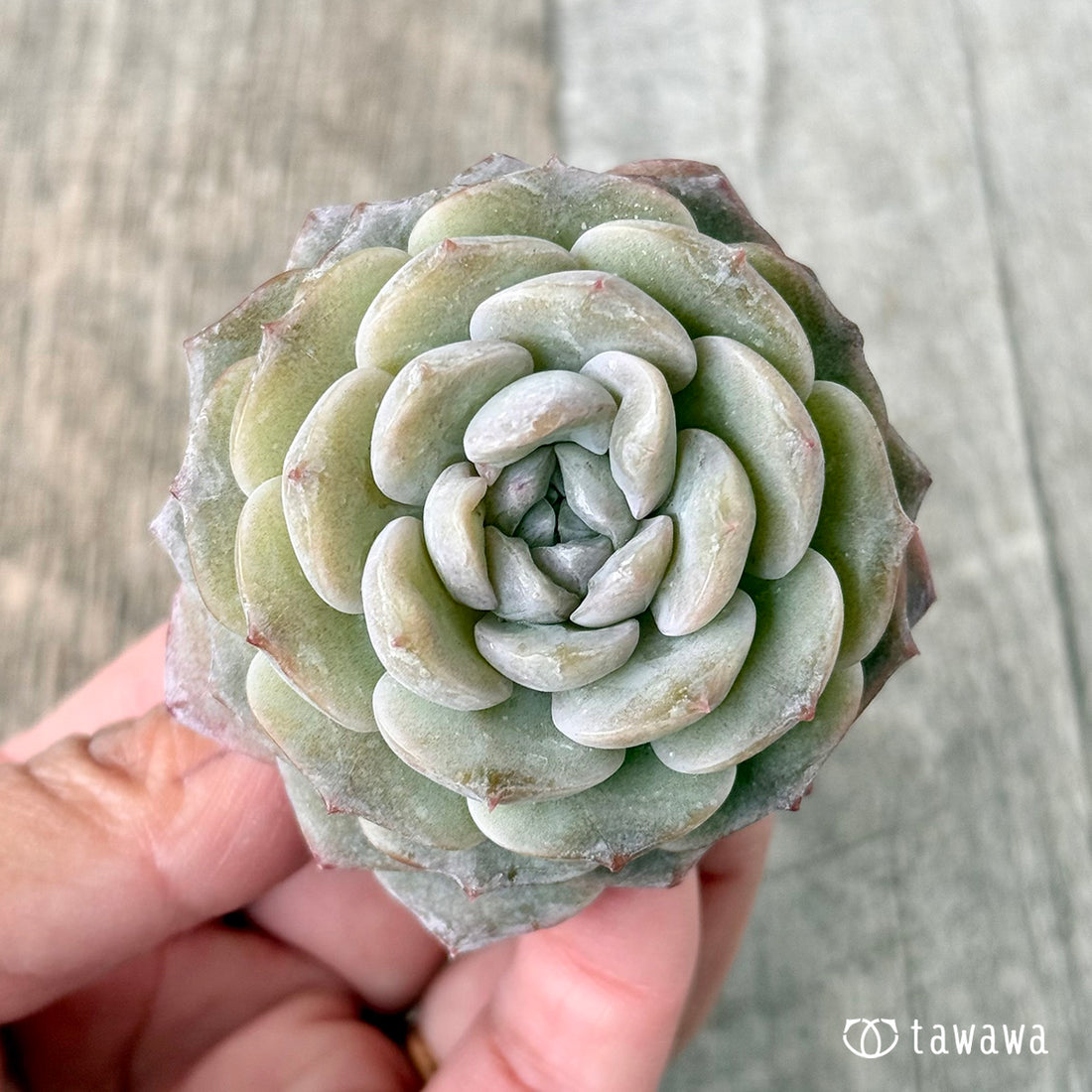 New Arrivals: Ice Green