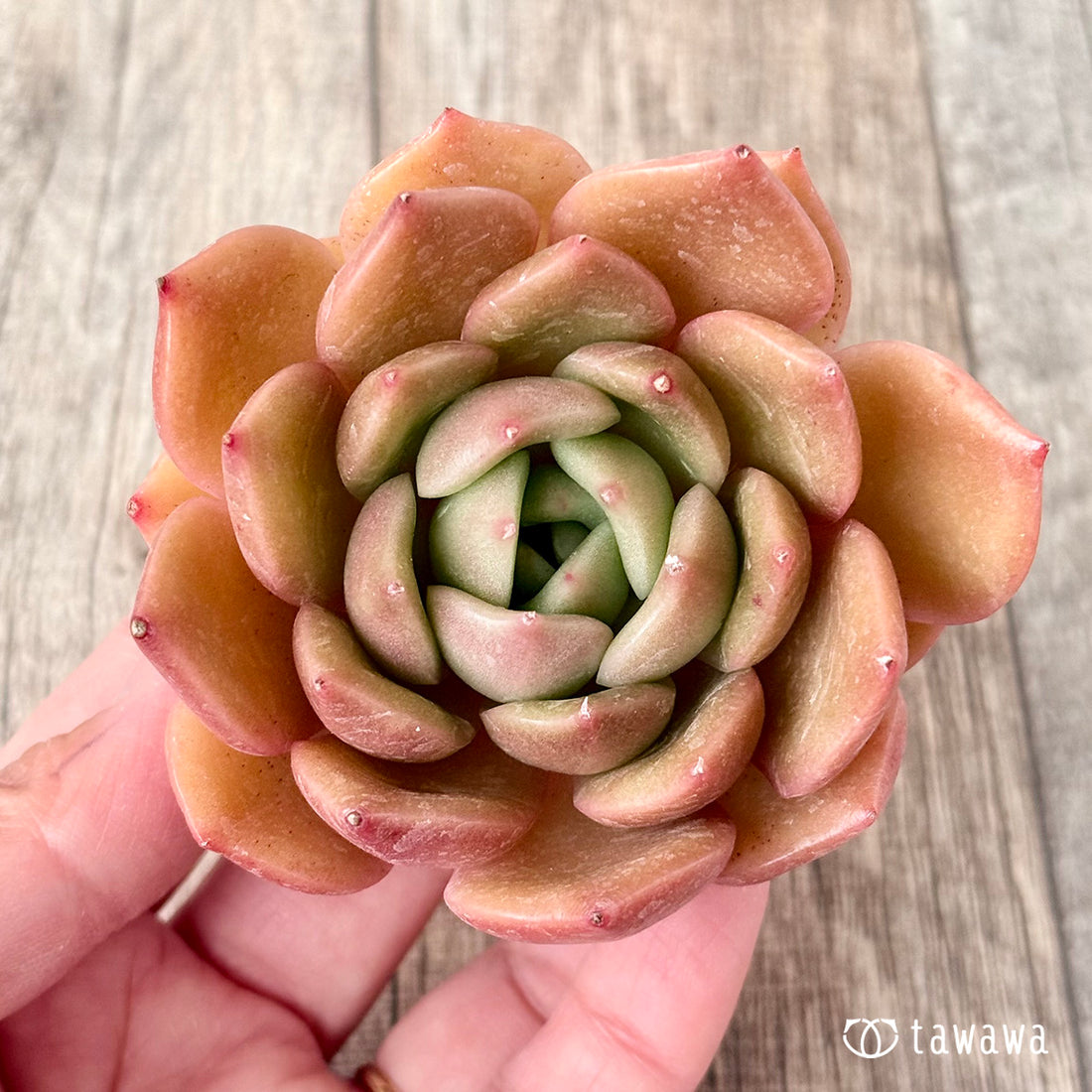 オレンジフラワー(チャンヒー農園苗)