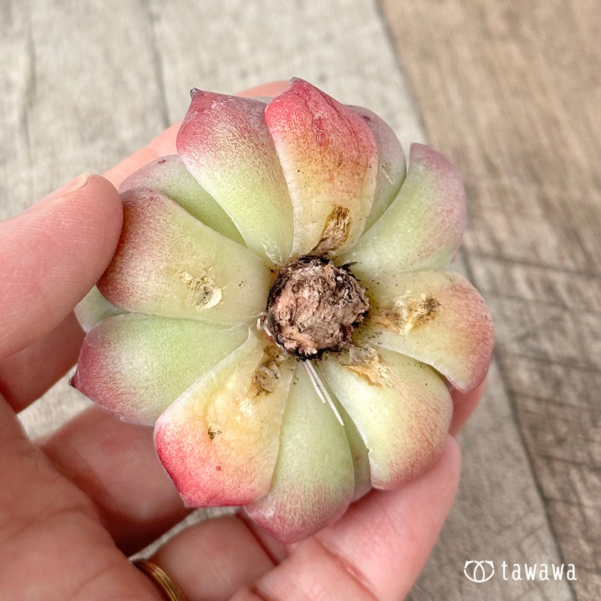 Simoyama Colorata