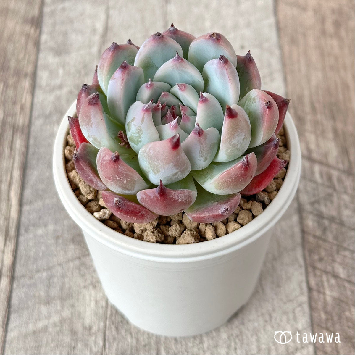 Simoyama Colorata