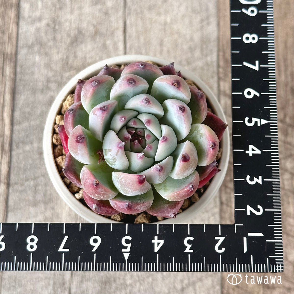 Simoyama Colorata