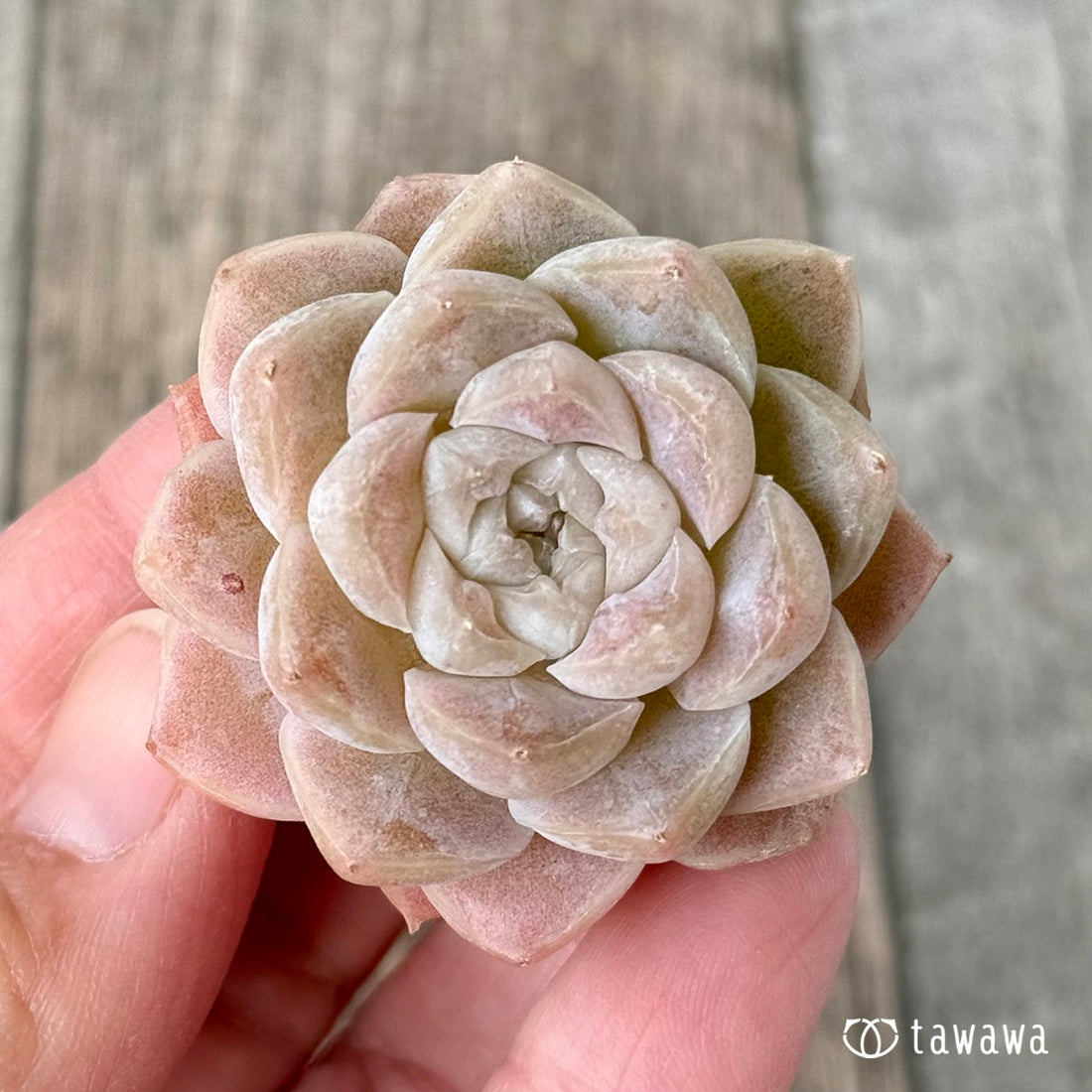 アイスキャッスル(チャンヒー農園苗)