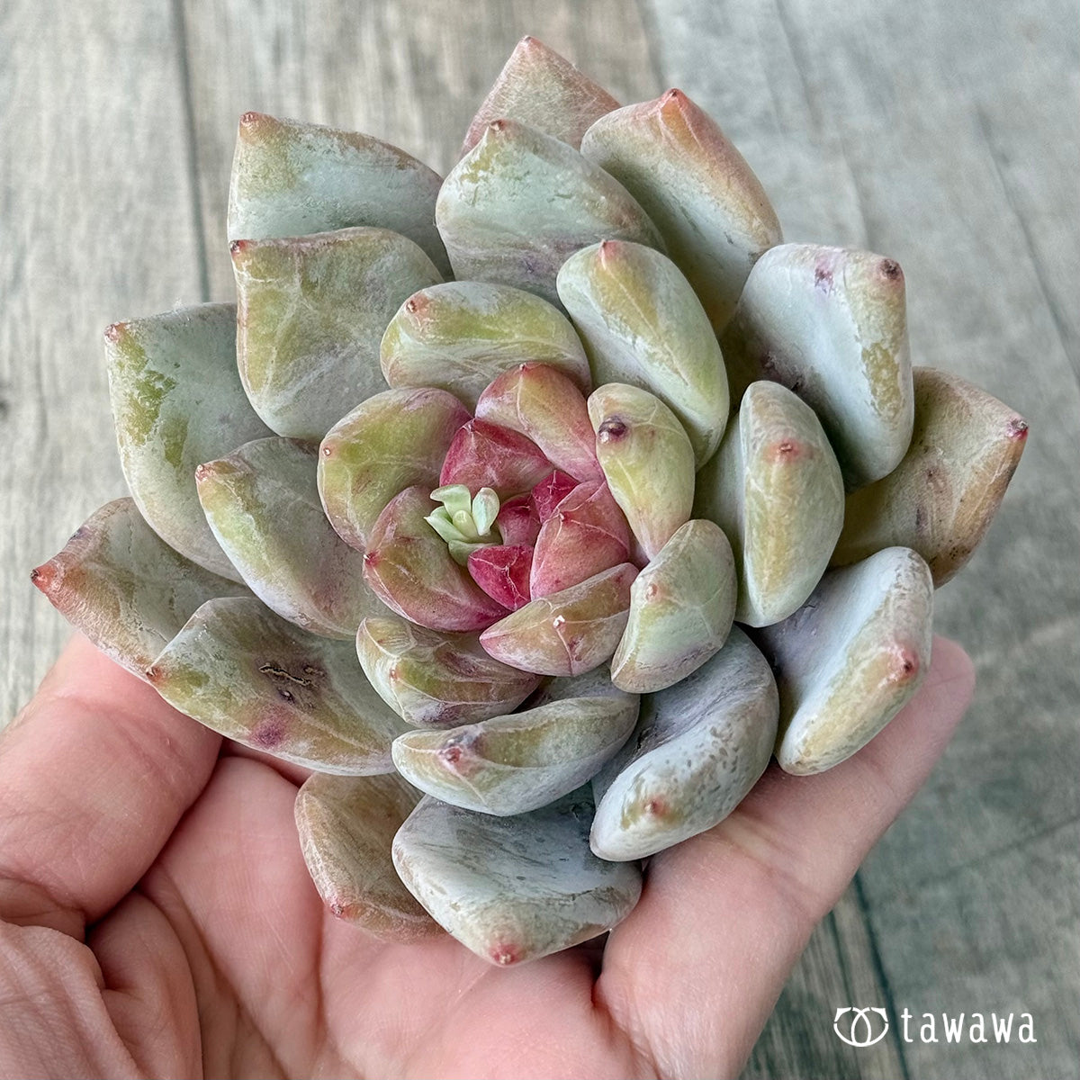 페로몬 (챔피언 모종)