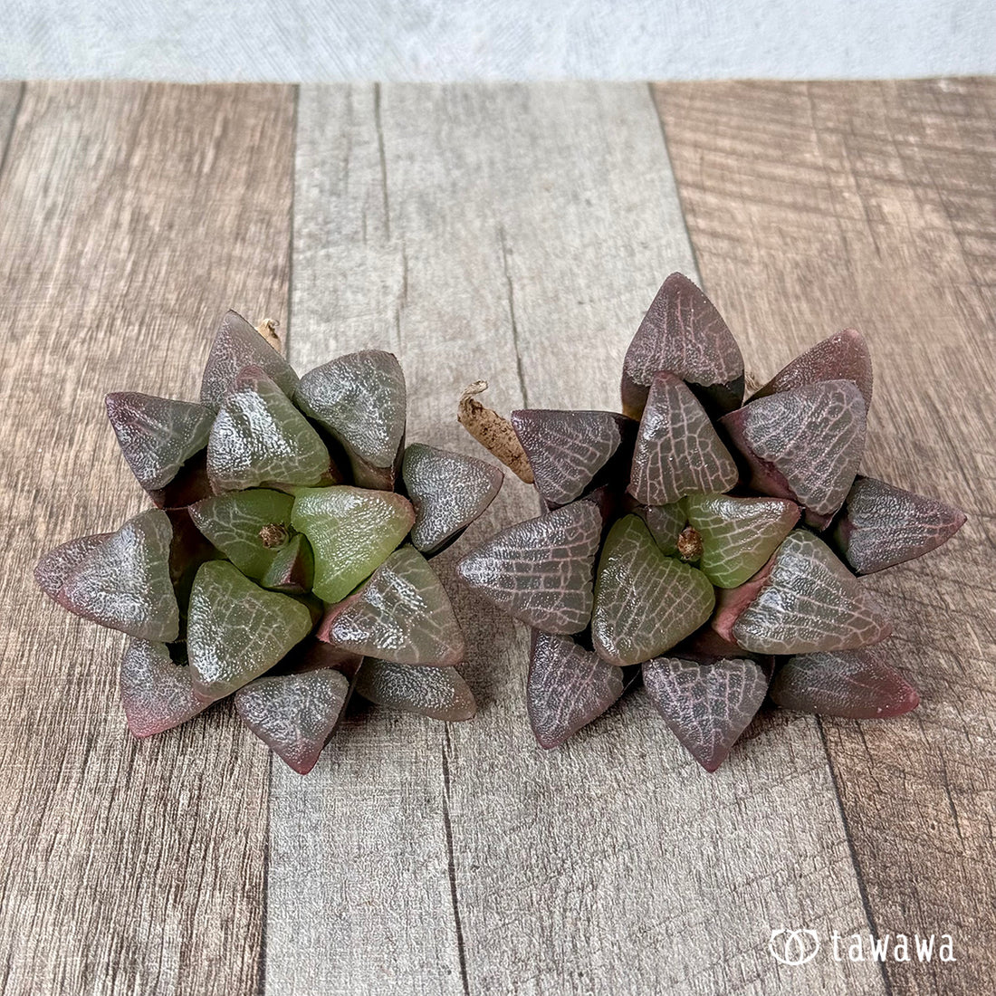 コレクタ変種×コレクタ(チャンヒー農園苗)