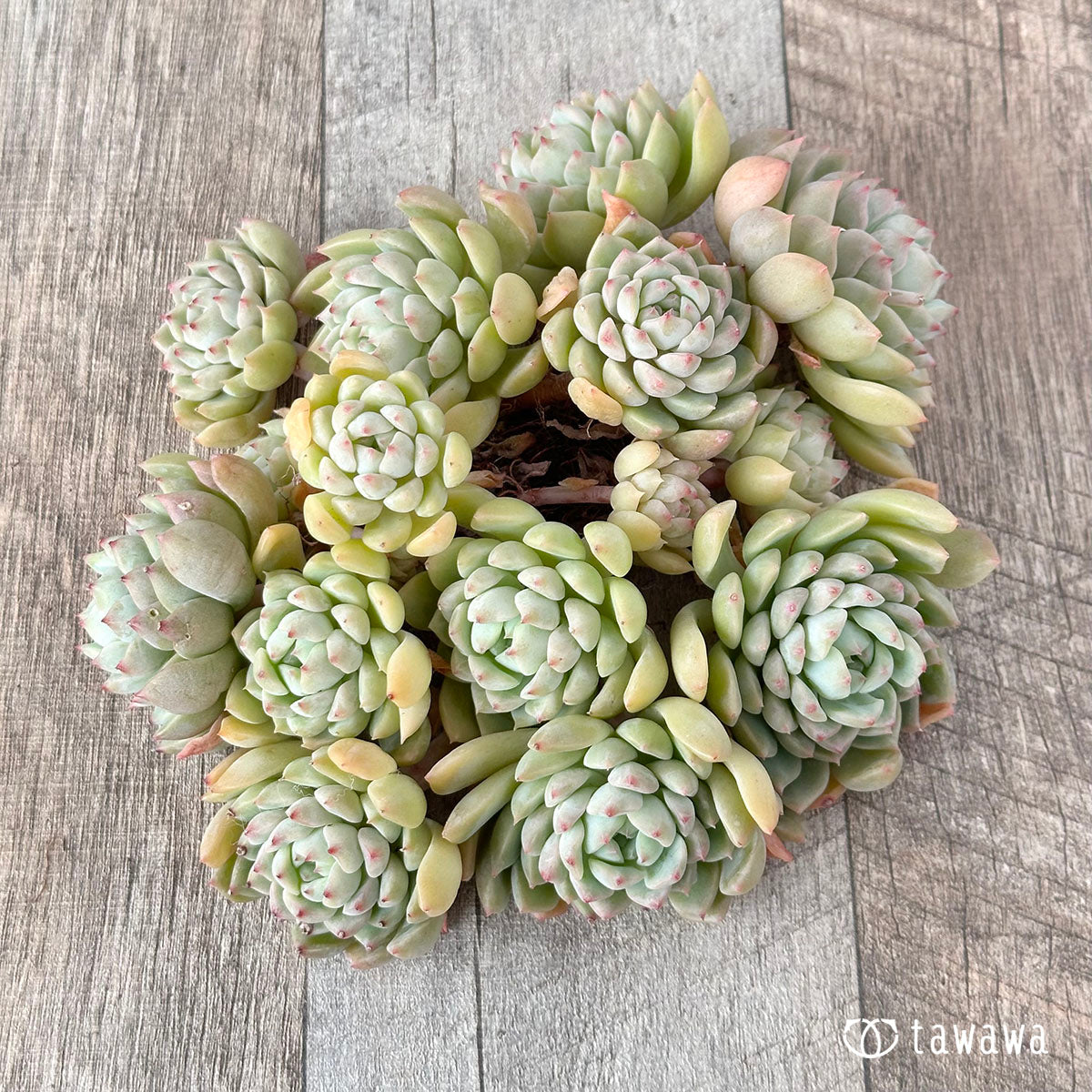 Echeveria sp. clumping seedling