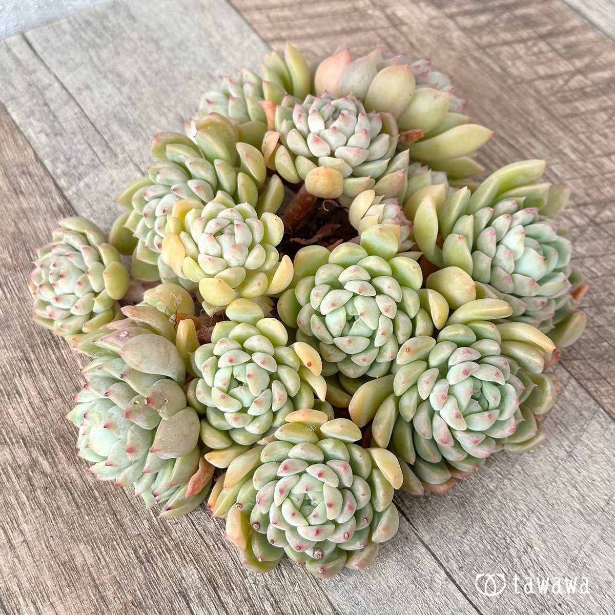 Echeveria sp. clumping seedling