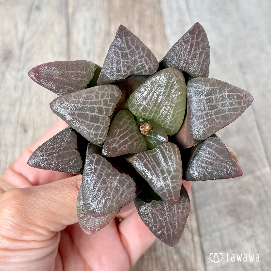 コレクタ変種×コレクタ(チャンヒー農園苗)