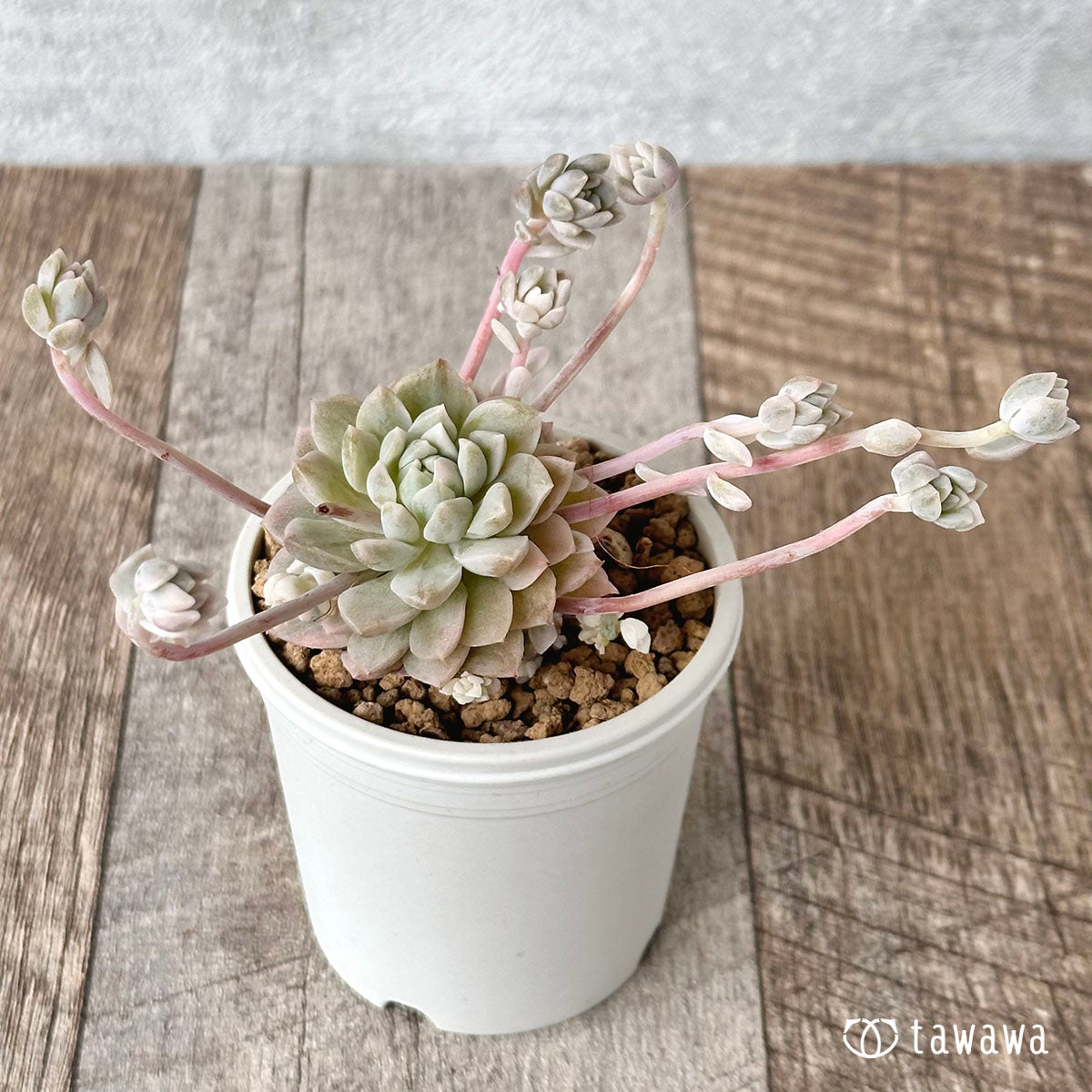 프로리피카 금