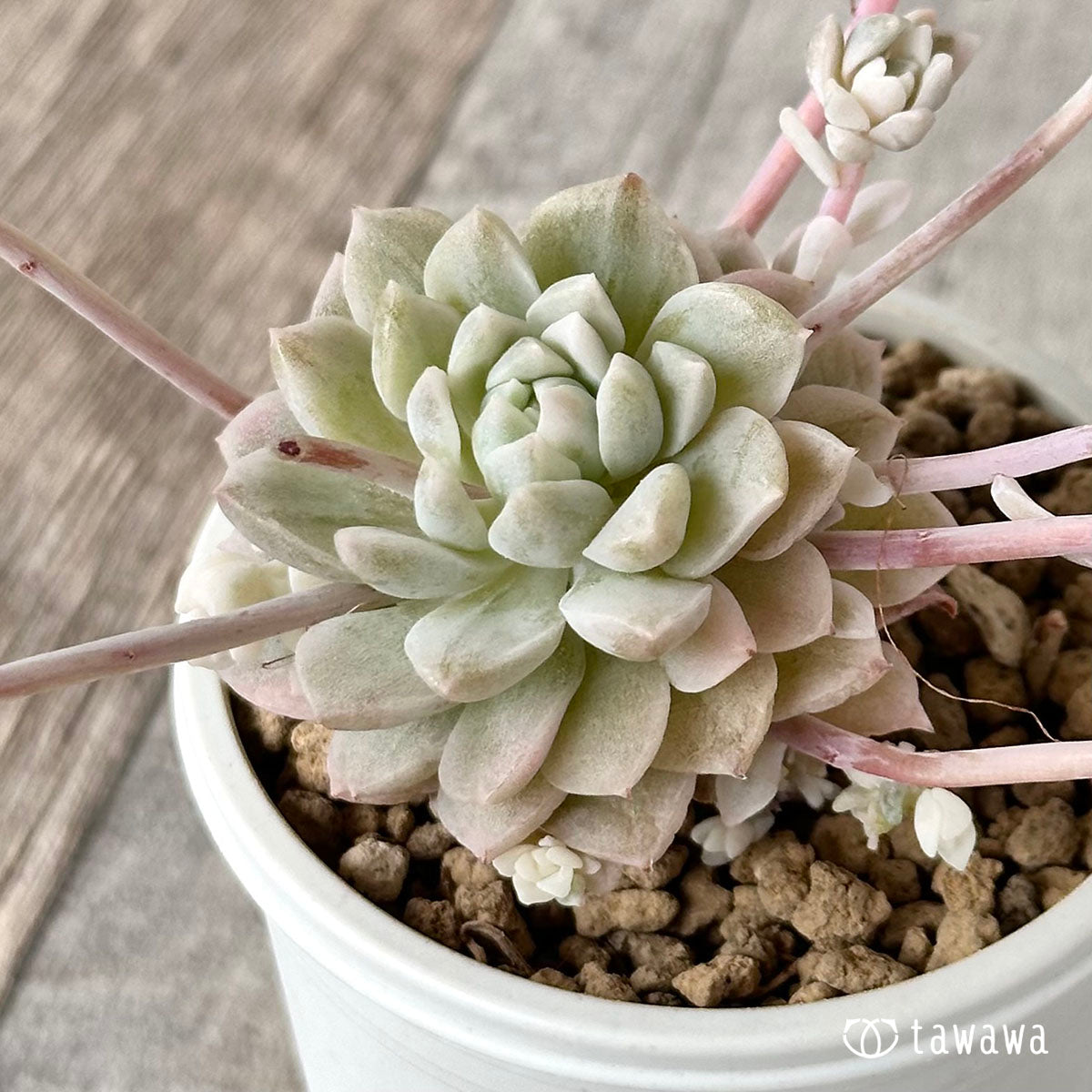 프로리피카 금