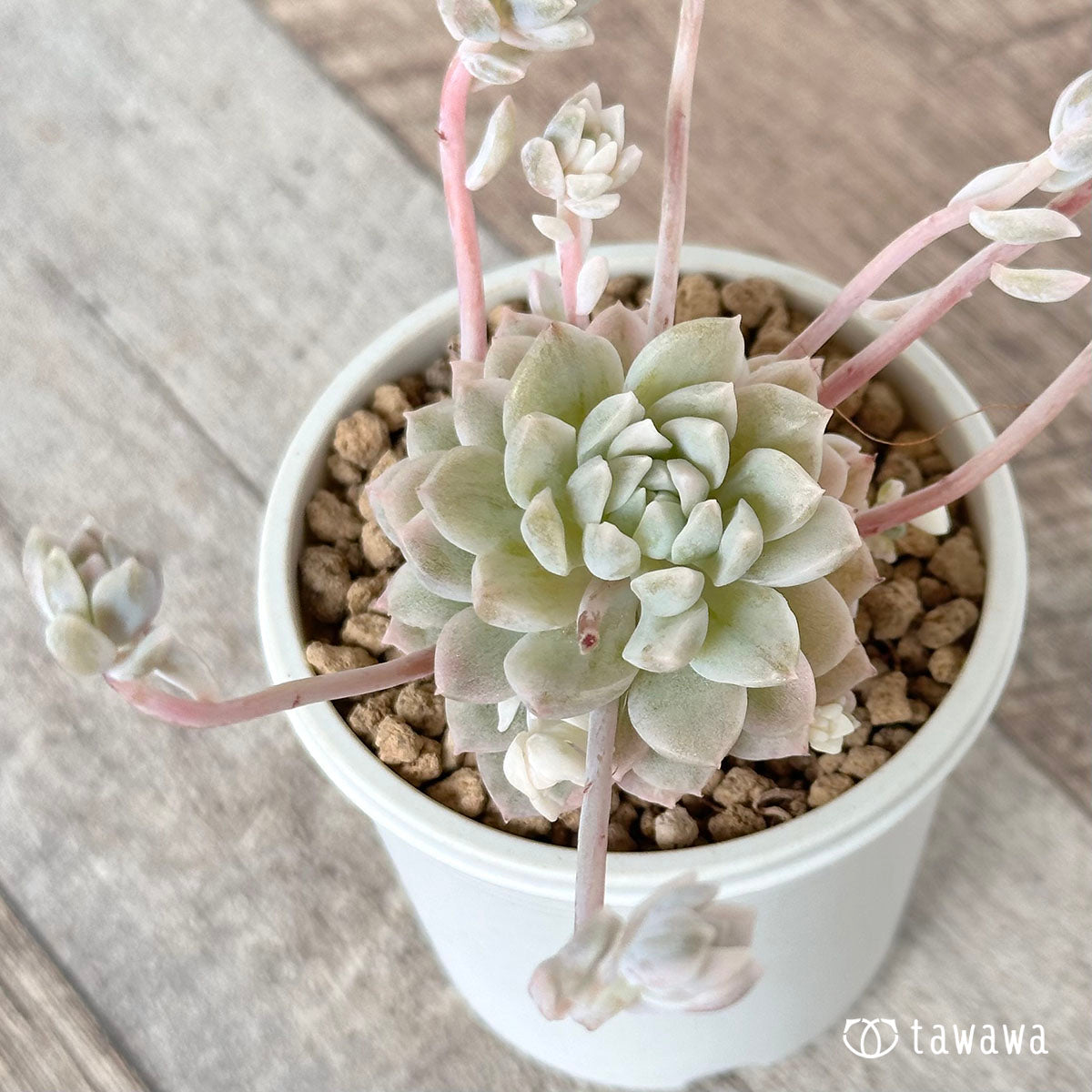 프로리피카 금