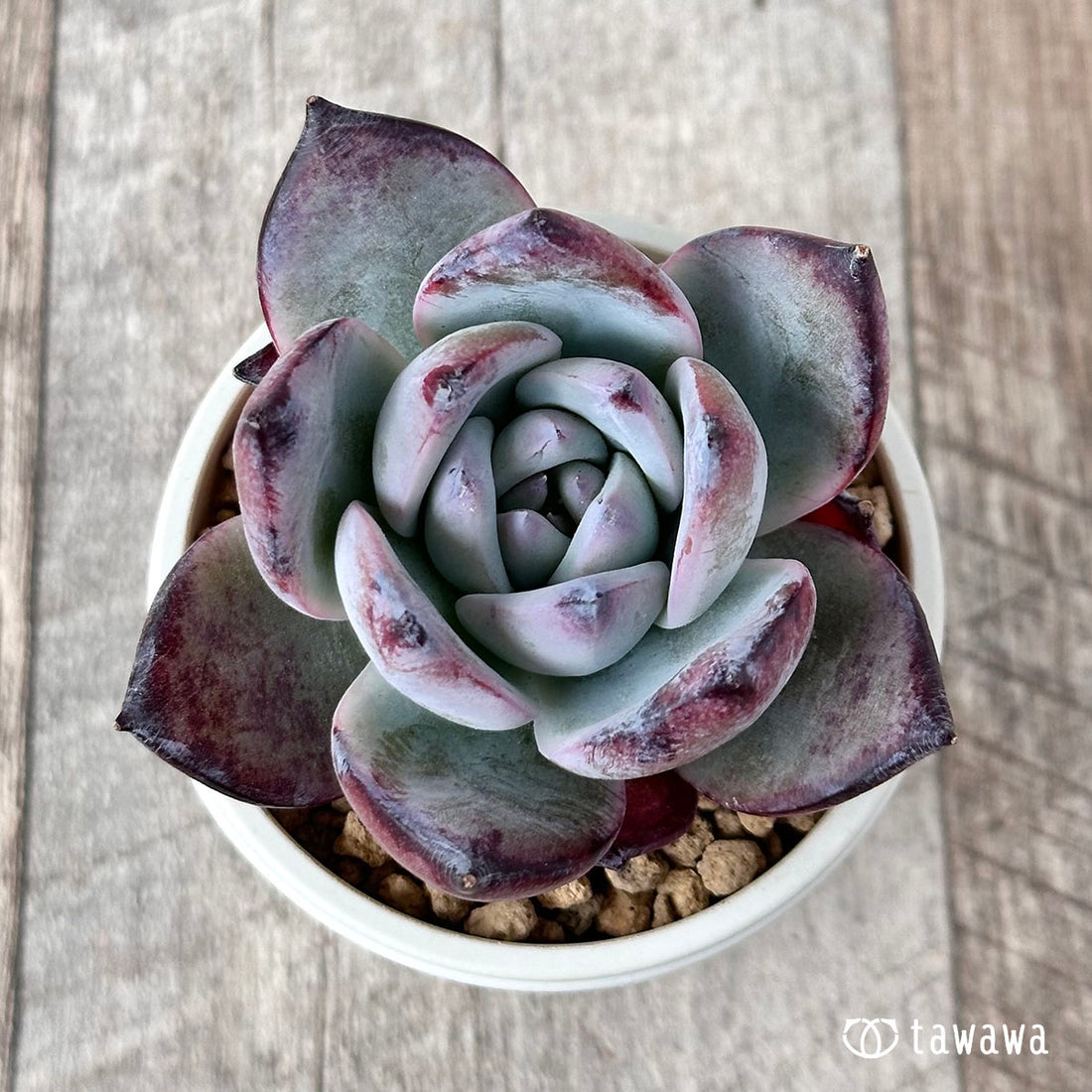 ブラックサバス【単頭・6センチ】(むっちりタイプ)