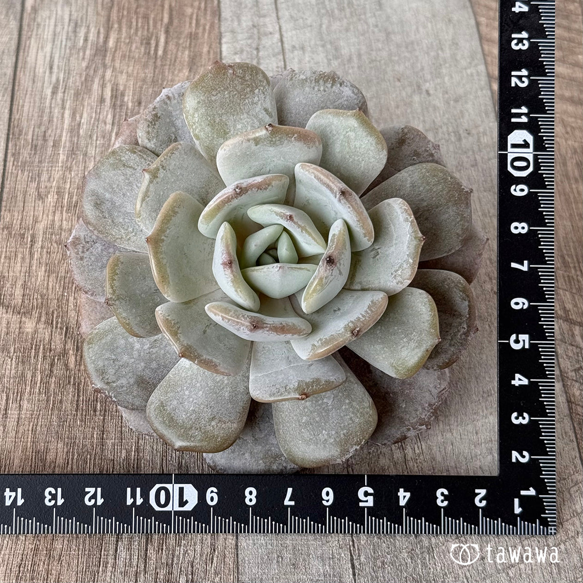 New Arrivals: Ice Green