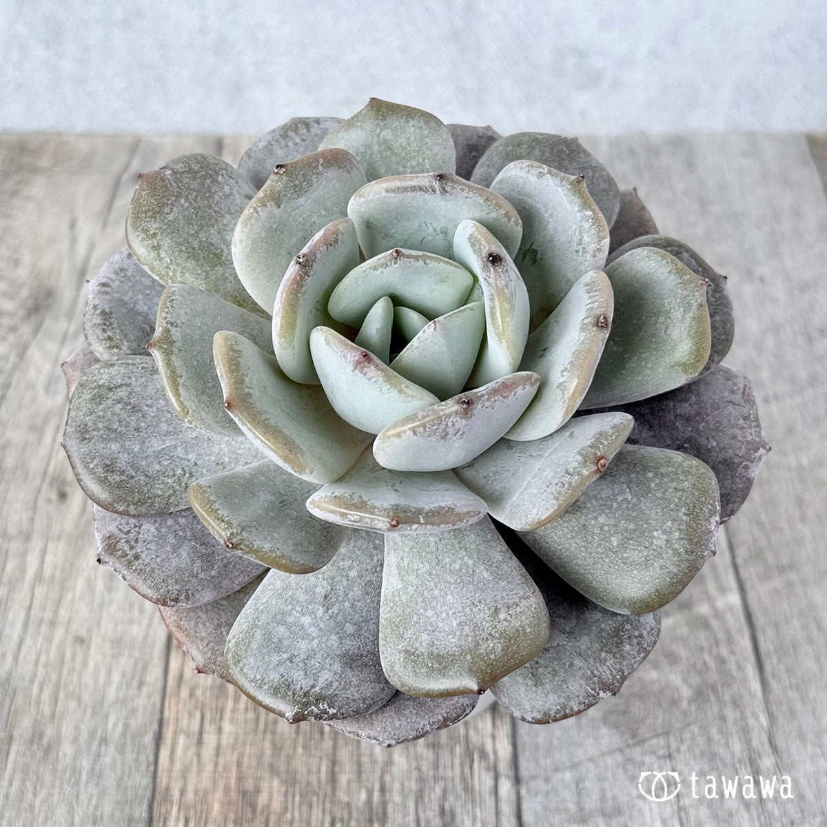 New Arrivals: Ice Green